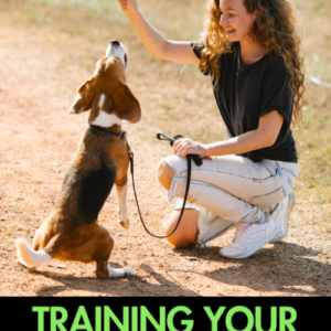 Training Your Dogs And Cats