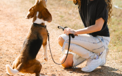 Unlock Your Pet’s Potential: 10 Reasons Why the Ultimate Guide – Training Dogs and Cats is a Must-Have